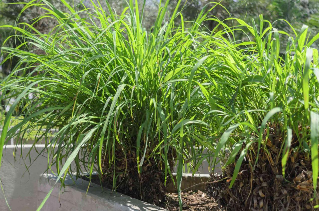 Citronella vitality