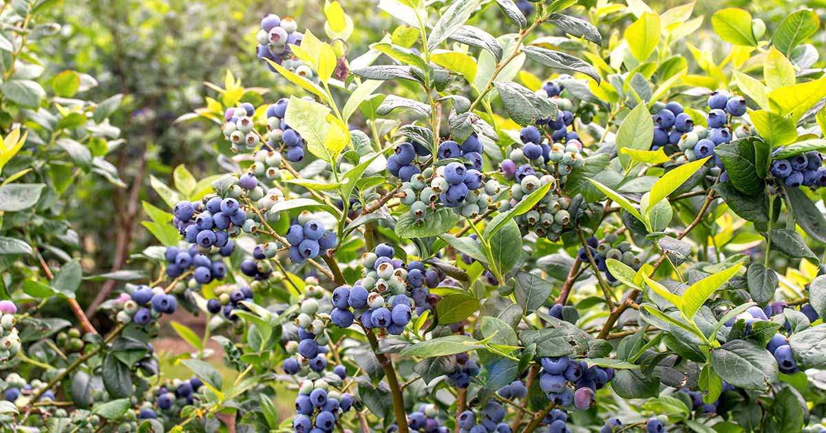 The Complete Guide to Propagating Blueberry Bushes for Fresh, Juicy Berries