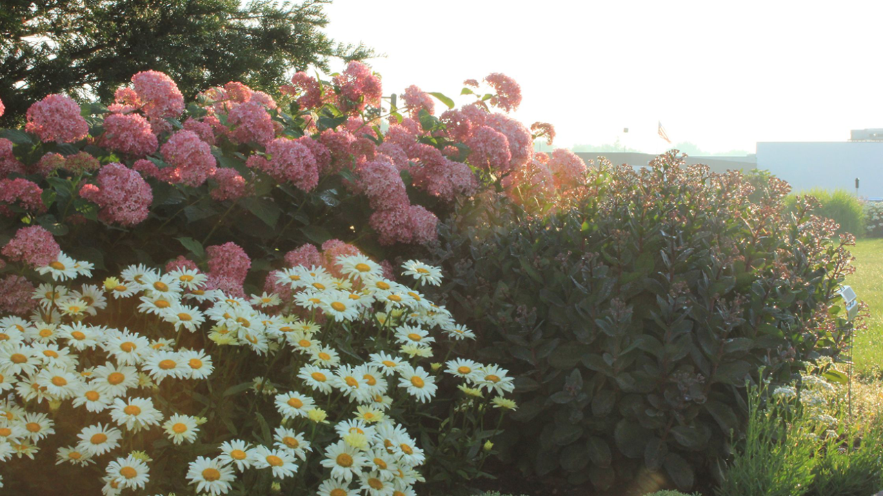 The Best Low-Light Companion Plants for Hydrangeas