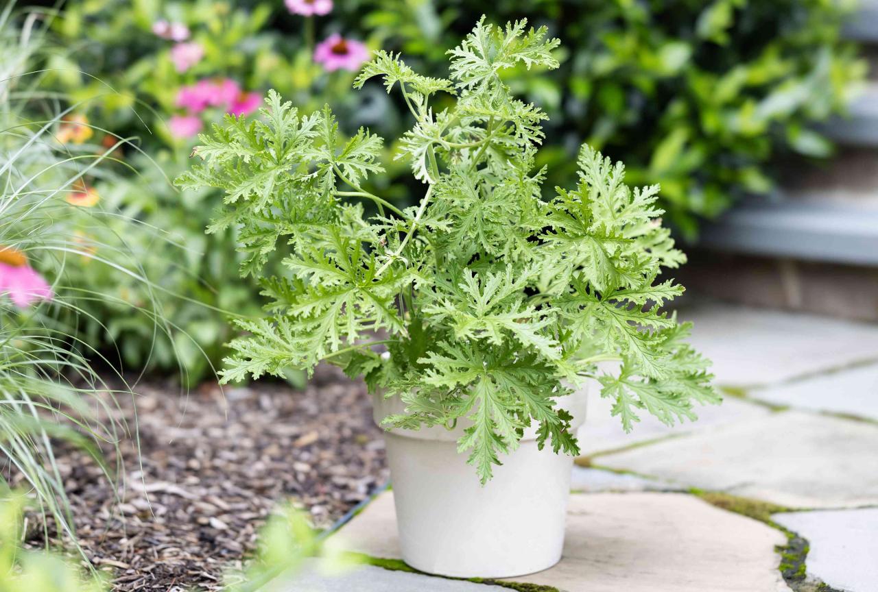 Discover the Best Practices for Growing Citronella Plant: A Guide to Effective Pest Control