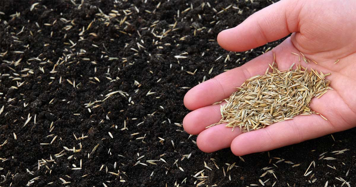 How to Determine the Perfect Time for Sowing Grass Seed: Essential Lawn Tips