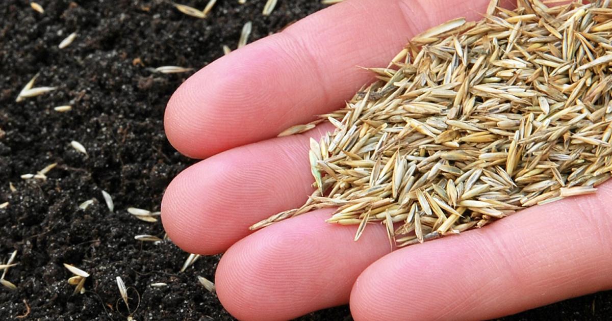 When to Sow Grass Seed in the UK for Lush and Vibrant Grass