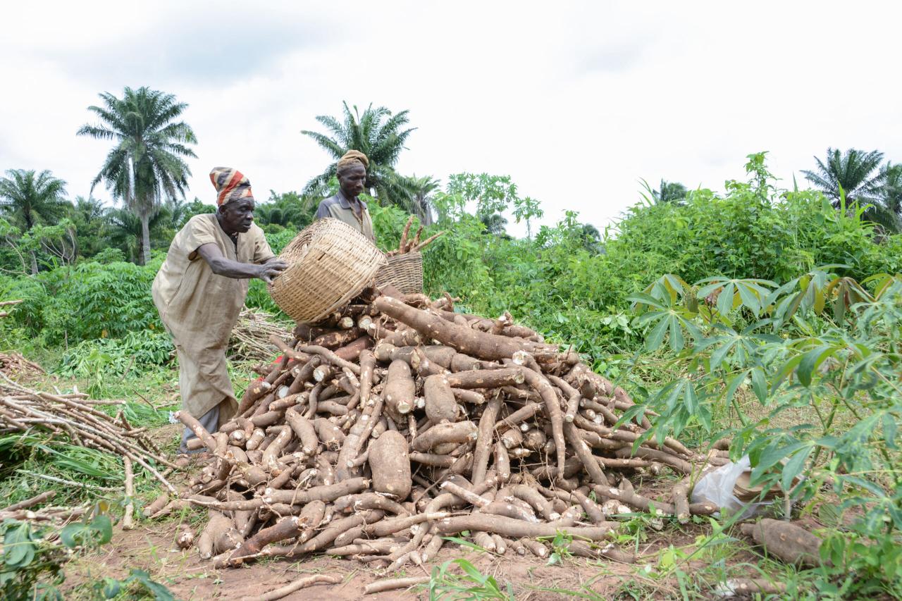 Cassava