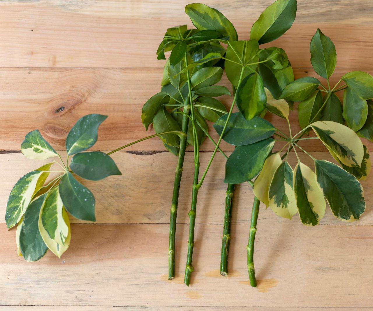 The Essential Tips for Effective Schefflera Propagation at Home