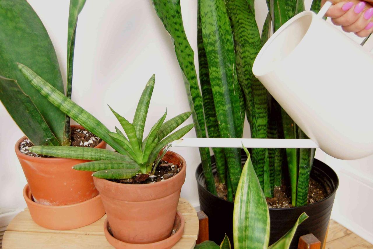 How Often Should You Water Snake Plants in Humid Environments?