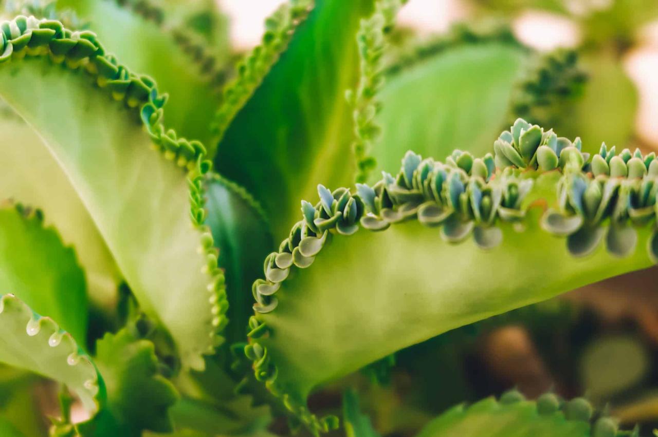 Top Methods for Growing New Mother of Thousands Plants Revealed