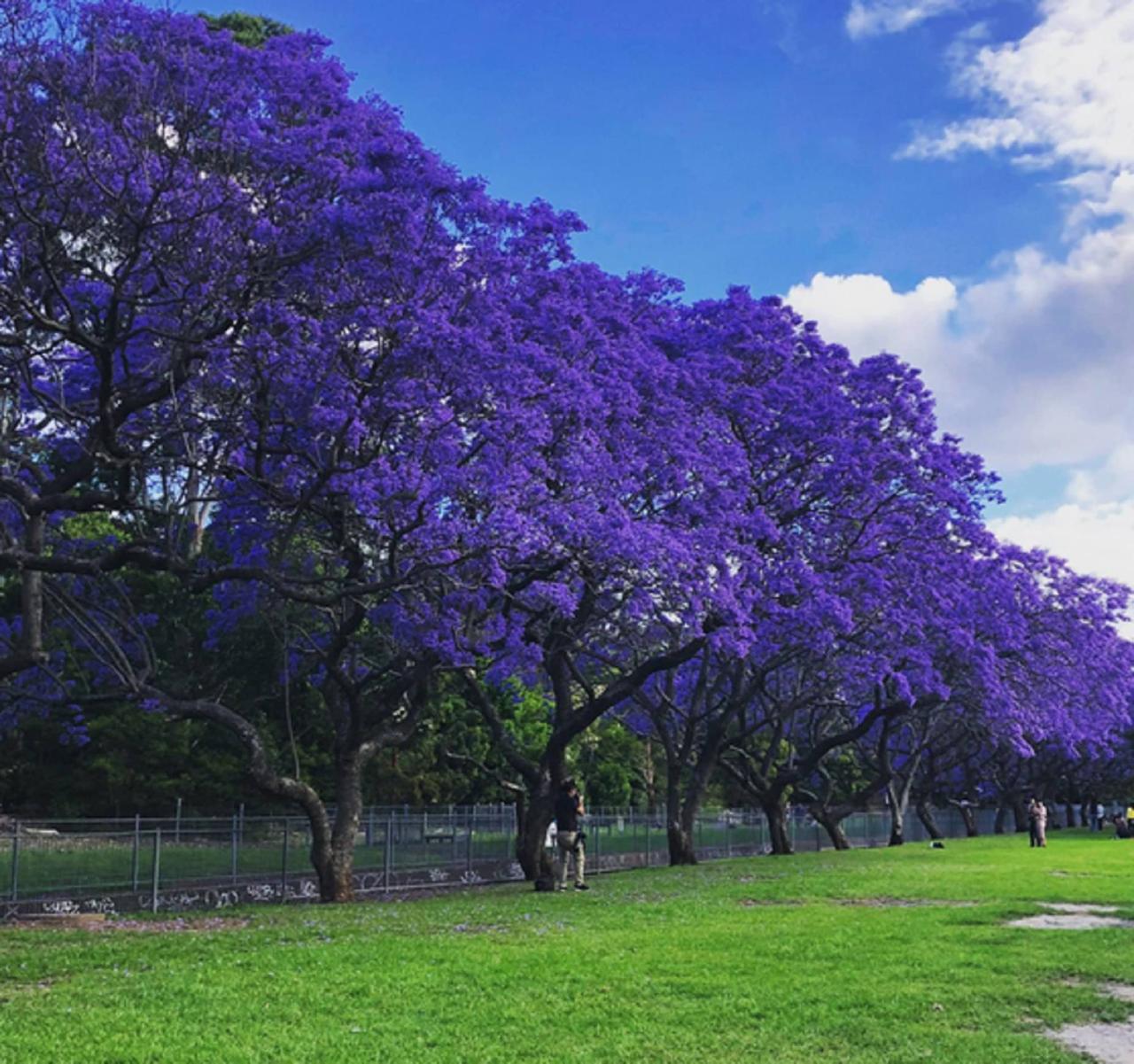 Discover the Secrets to Growing Jacaranda Tree: How to Achieve Stunning Blooms