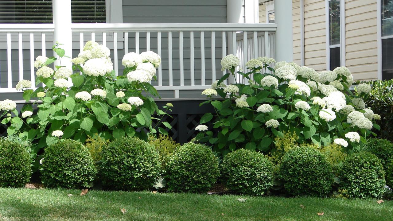 Choosing Evergreen Companion Plants to Pair With Hydrangeas