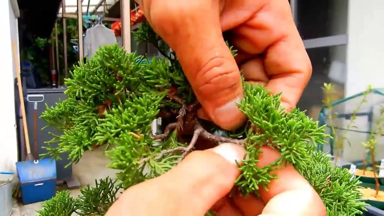 How To Prevent Root Rot In Juniper Bonsai