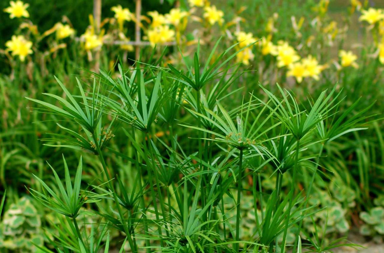 Papyrus Plant Benefits: Grow & Utilize This Herb for Garden Elegance