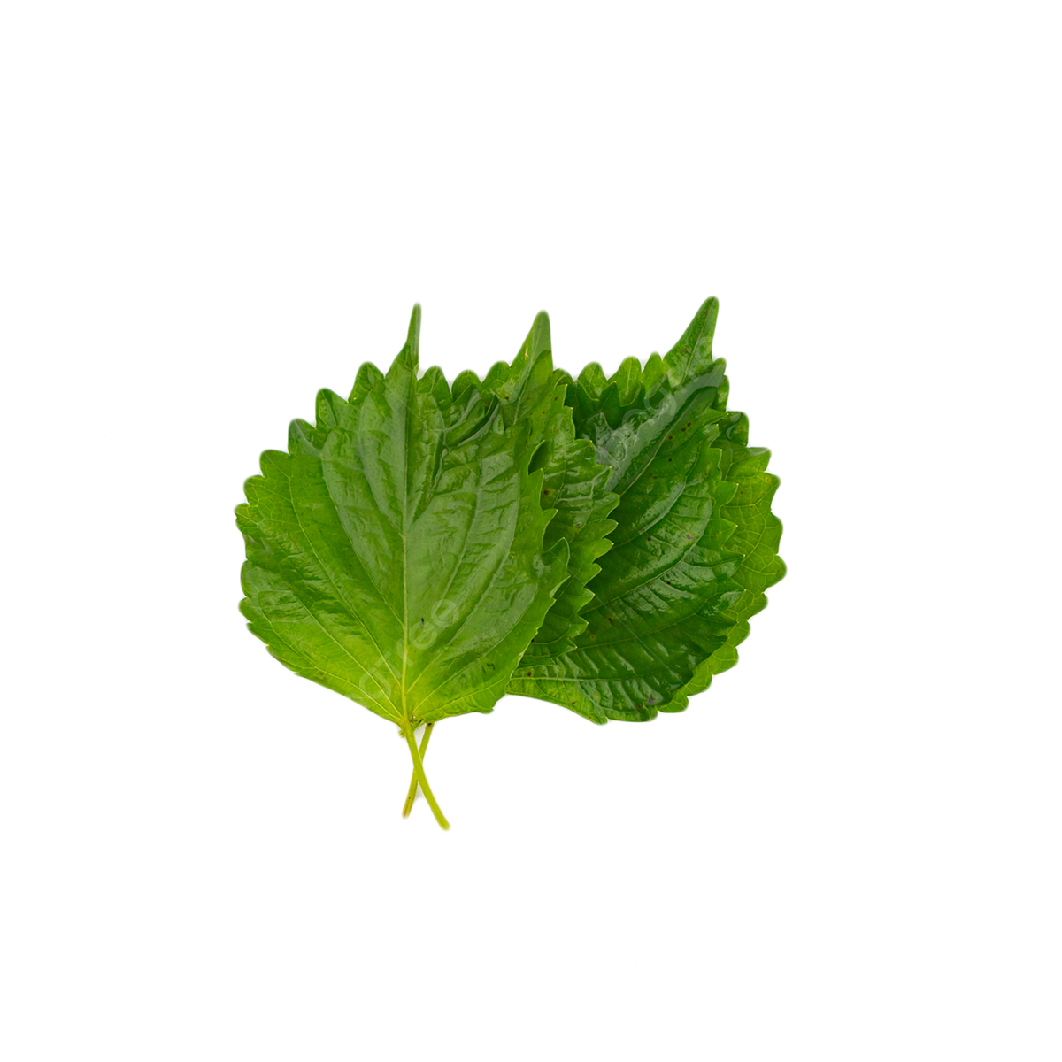 Perilla Leaf in Your Kitchen: Tips for Creating Unique and Flavorful Recipes