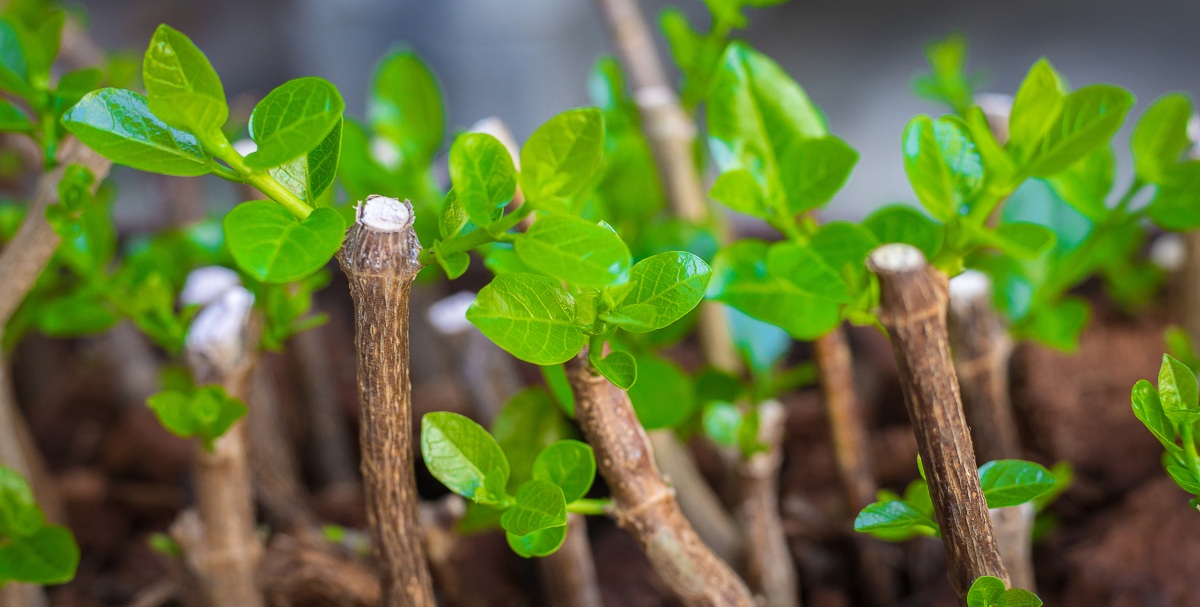 Propagate Prayer Plants Like a Pro: From Cuttings to Fabulous Foliage