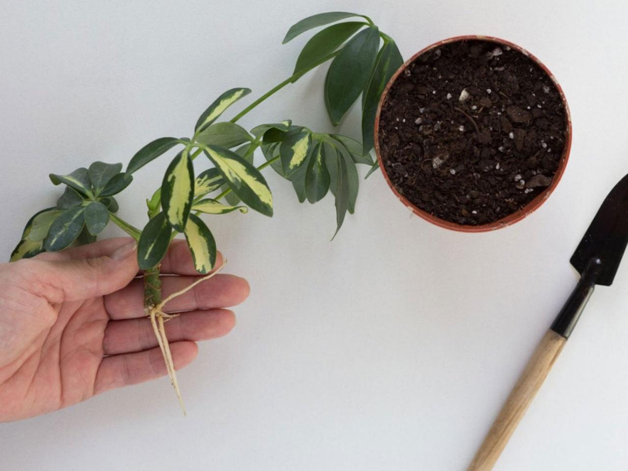 The Essential Tips for Effective Schefflera Propagation at Home