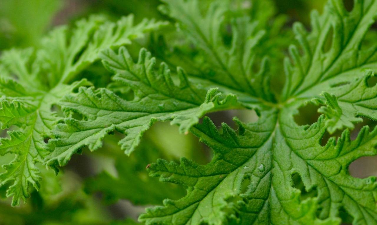 Discover the Best Practices for Growing Citronella Plant: A Guide to Effective Pest Control