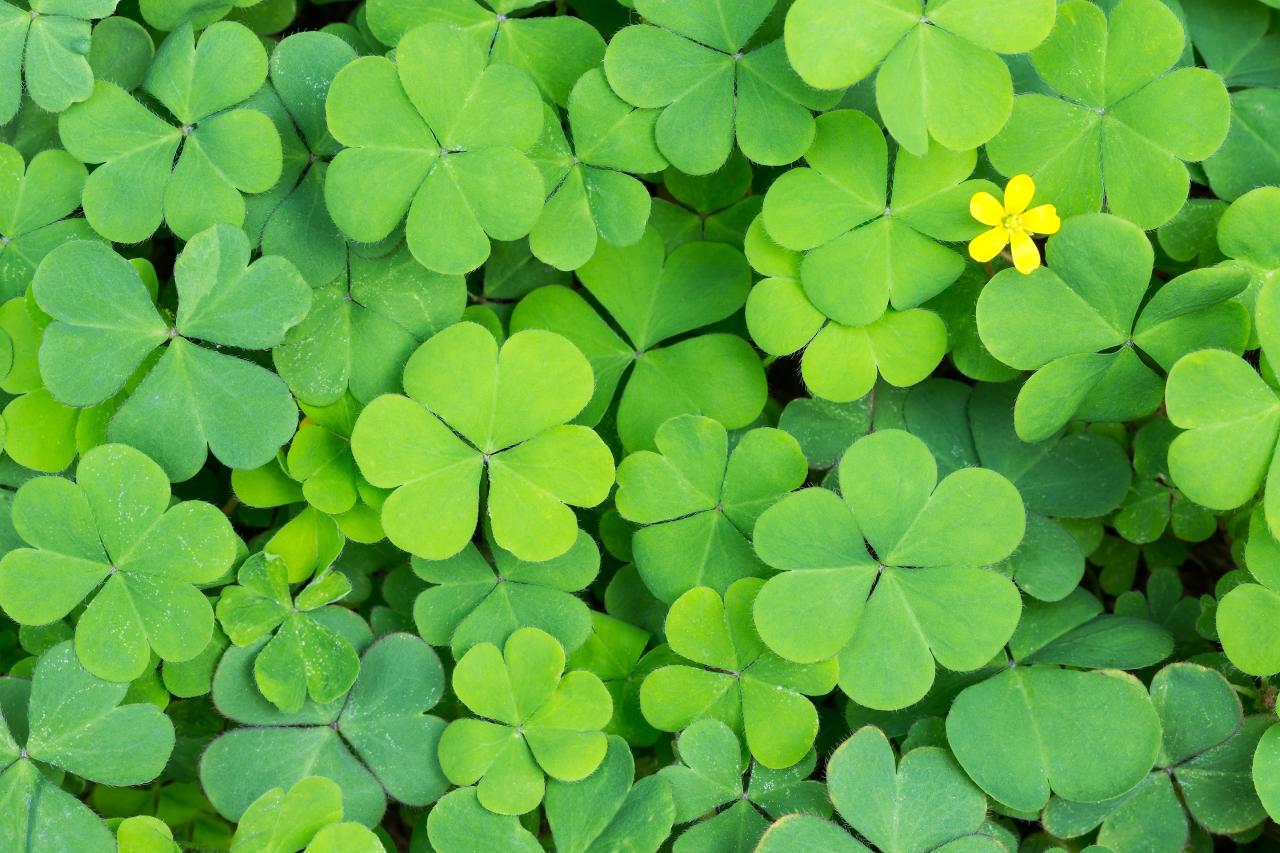 How to Grow and Care for Four Leaf Clovers for Optimal Benefits