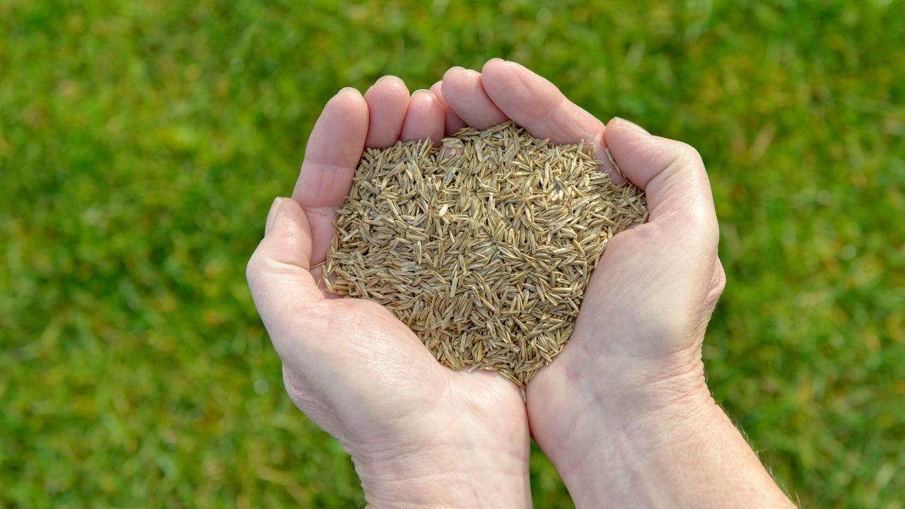 How to Determine the Perfect Time for Sowing Grass Seed: Essential Lawn Tips